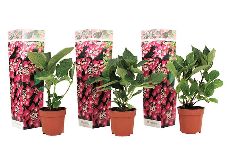 Set van 3 Hortensia's 'Hydrangea Teller' - roze