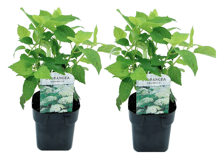 Set van 2 Hydrangea Annabelle