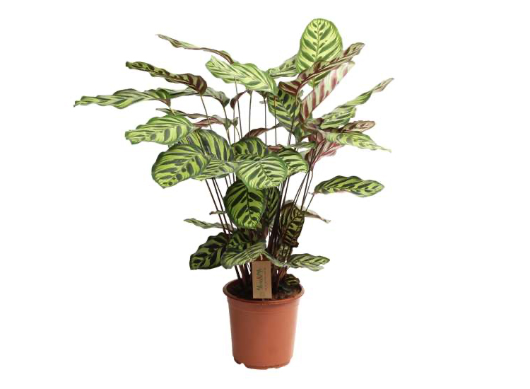 Calathea Makoyana