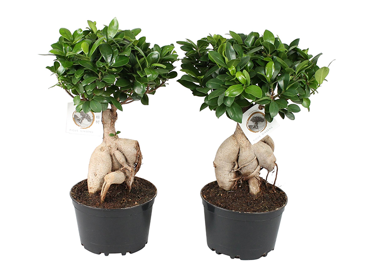 Set van 2 Ficus Ginseng Bonsai boompjes
