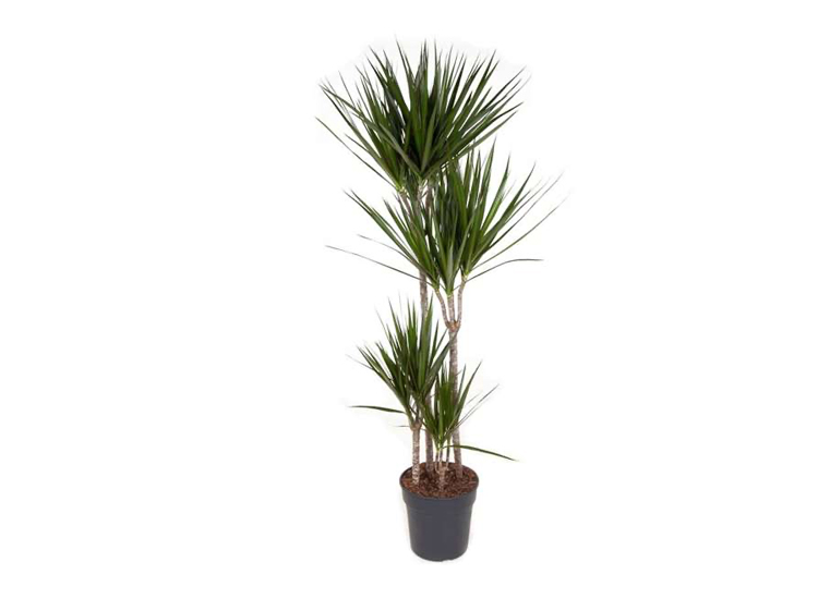 Afbeelding van XXL Dracaena Marginata 'Dragon tree'