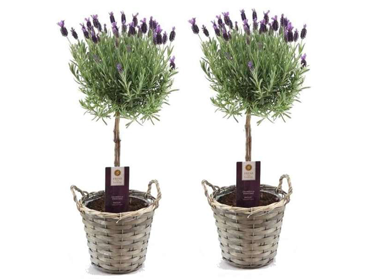 Lavendel op stam inclusief mand - set van 2