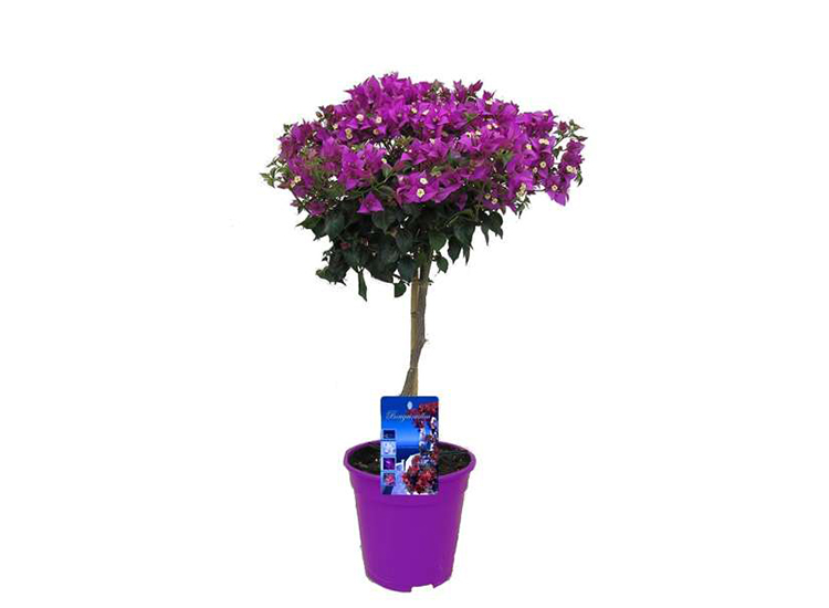 Bougainvillea paars op stam