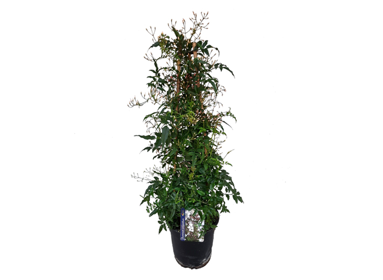 Jasmijn 'Jasminum Polyanthum' Piramide