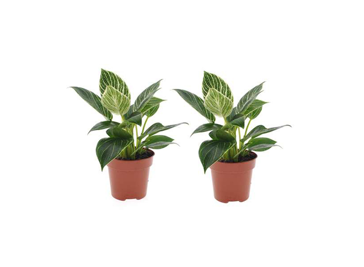 Philodendron 'White Wave' - set van 2
