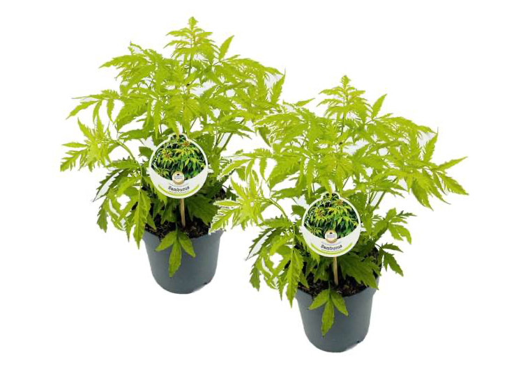 Sambucus 'Aurea' - set of 2