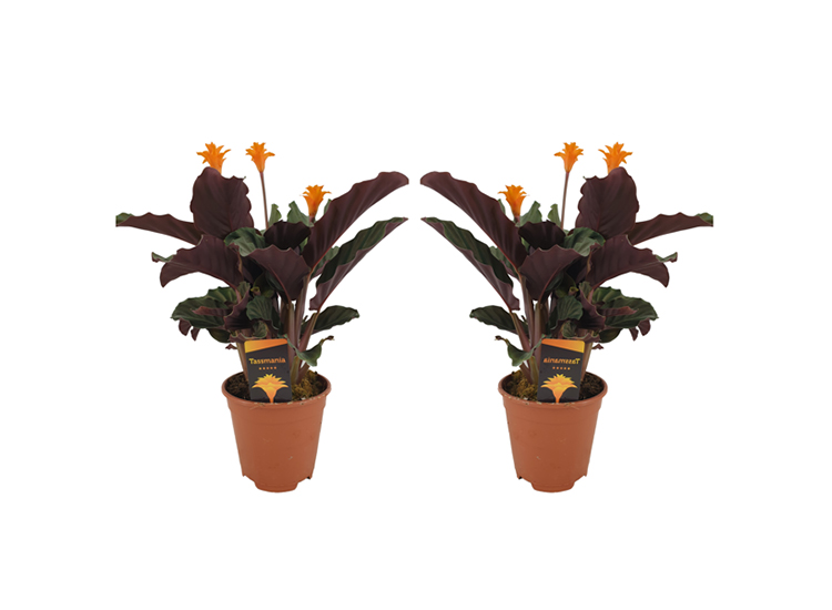 Calathea Crocata - set van 2