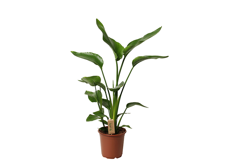 XL Strelitzia Paradijsvogelplant - 100 -120 cm