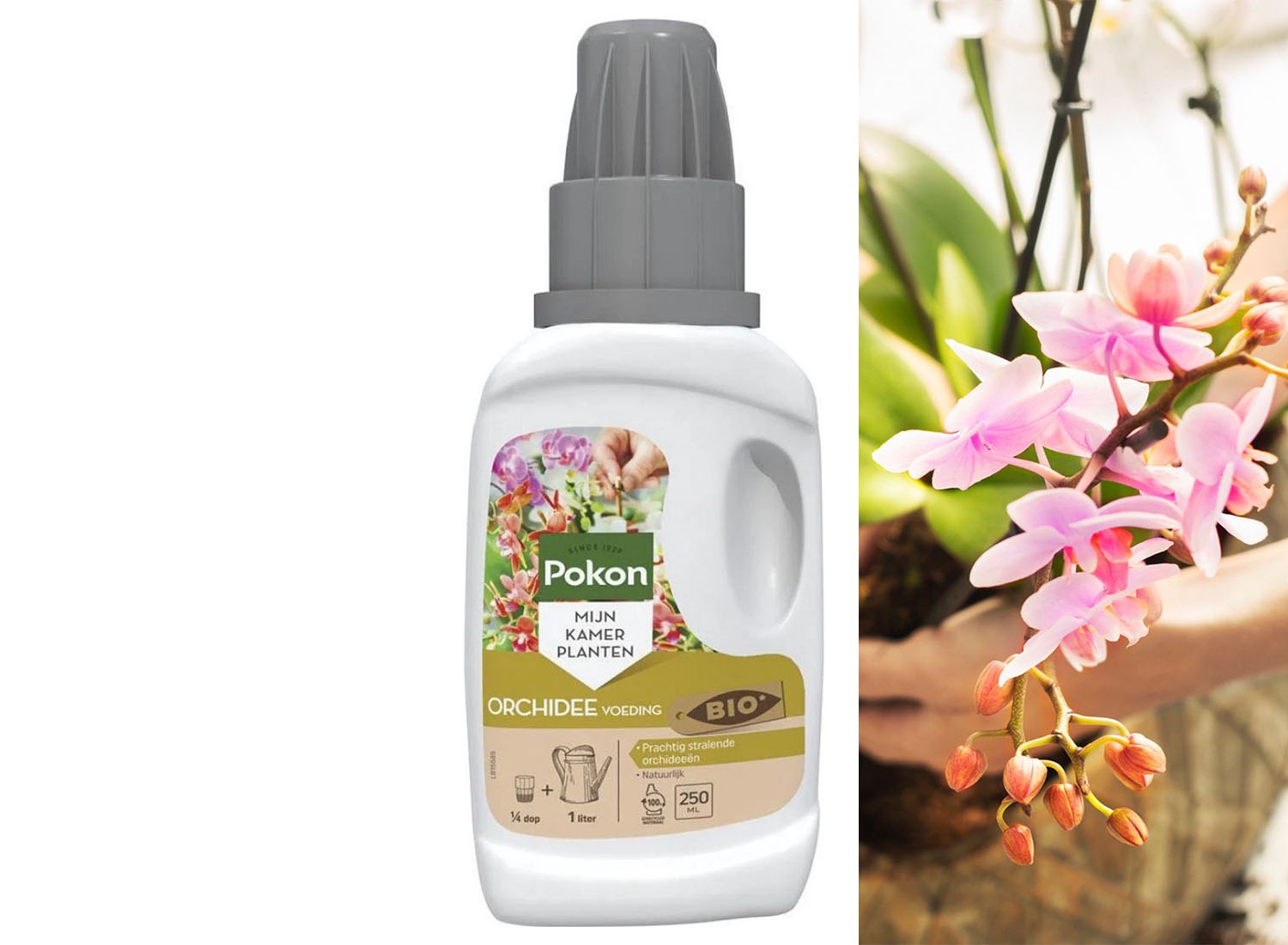 Pokon Orchidee Voeding - 250ml - Plantenvoeding - 10ml per 1L water afbeelding