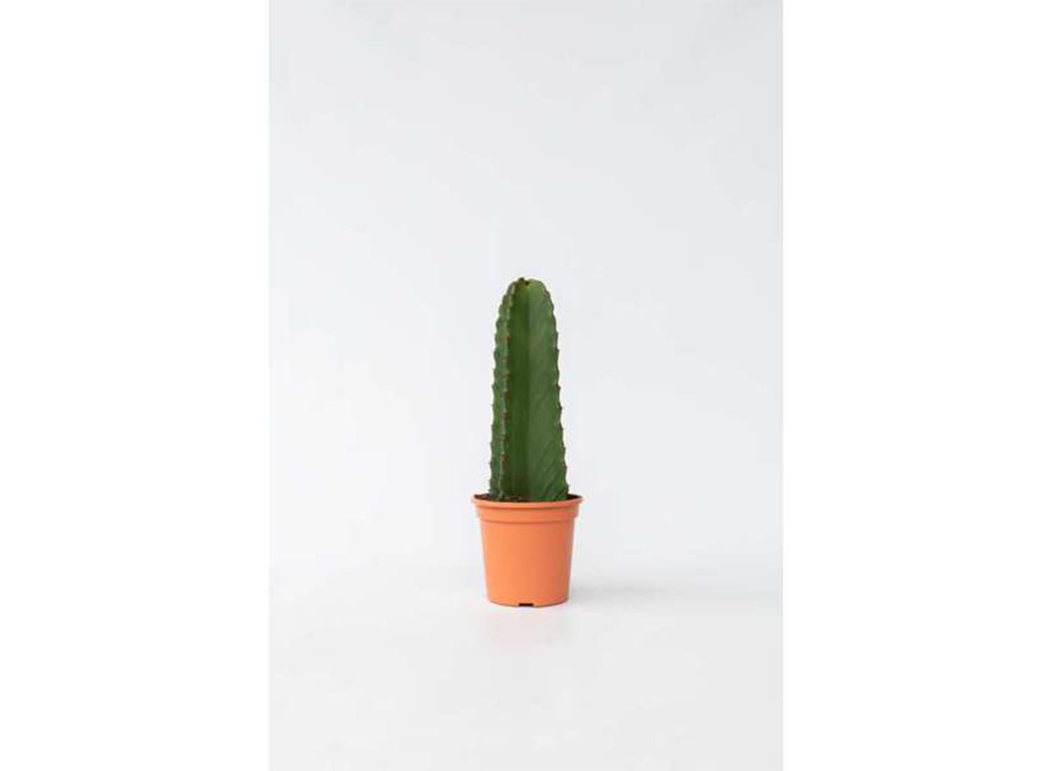 Euphorbia ingens afbeelding