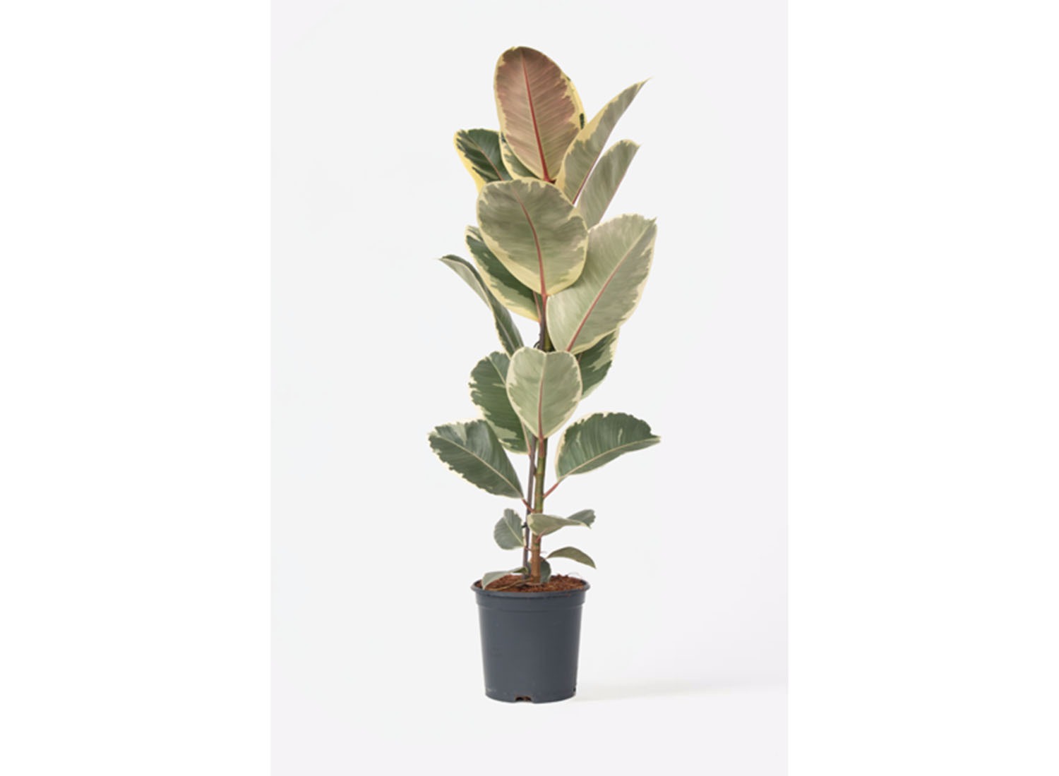 Ficus Elastica Tineke afbeelding