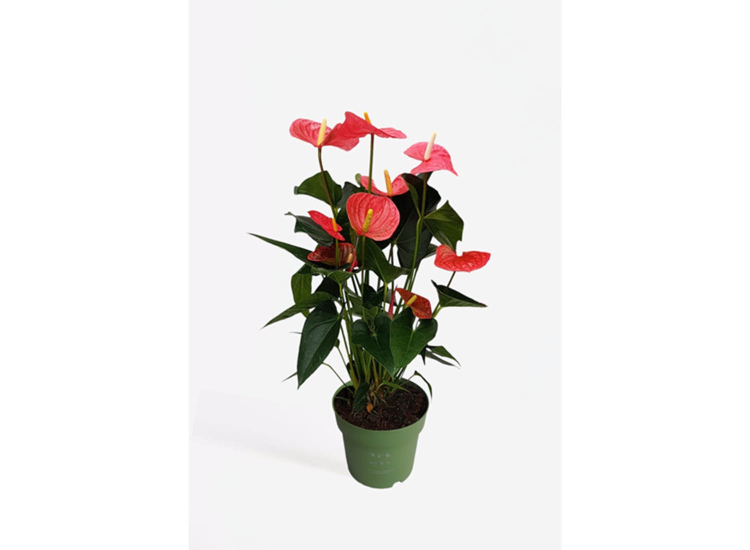 Flamingoplant - Anthurium 'Maine Pink' P17