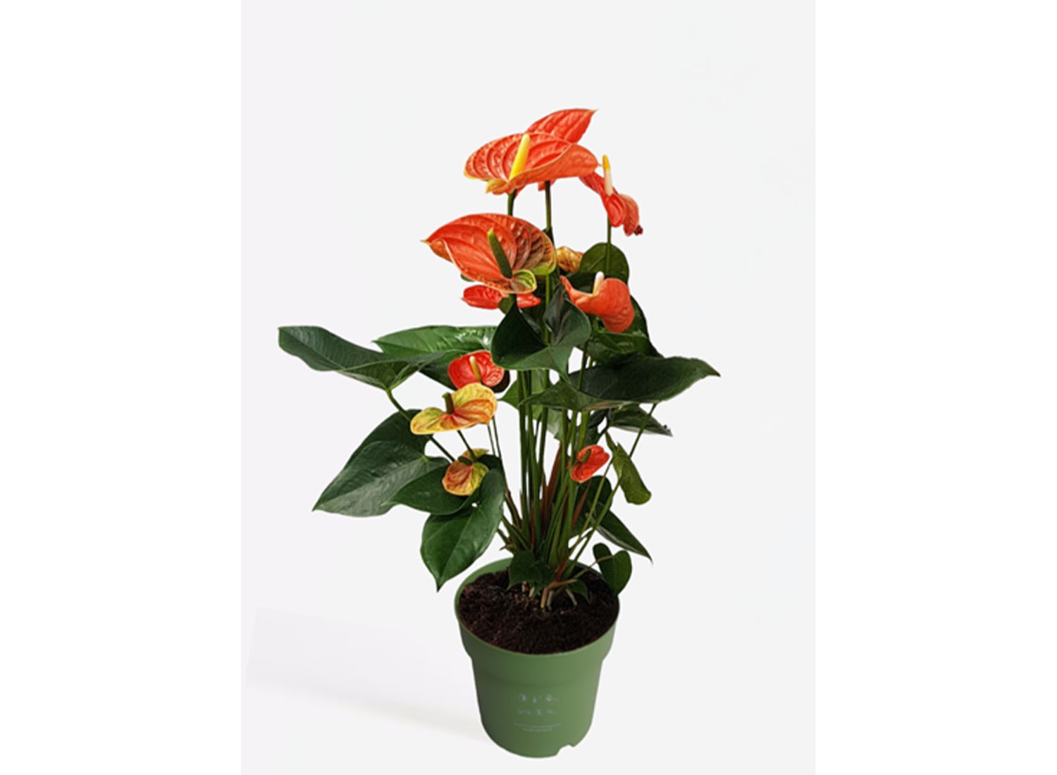 Flamingoplant - Anthurium 'Madural Orange' P17