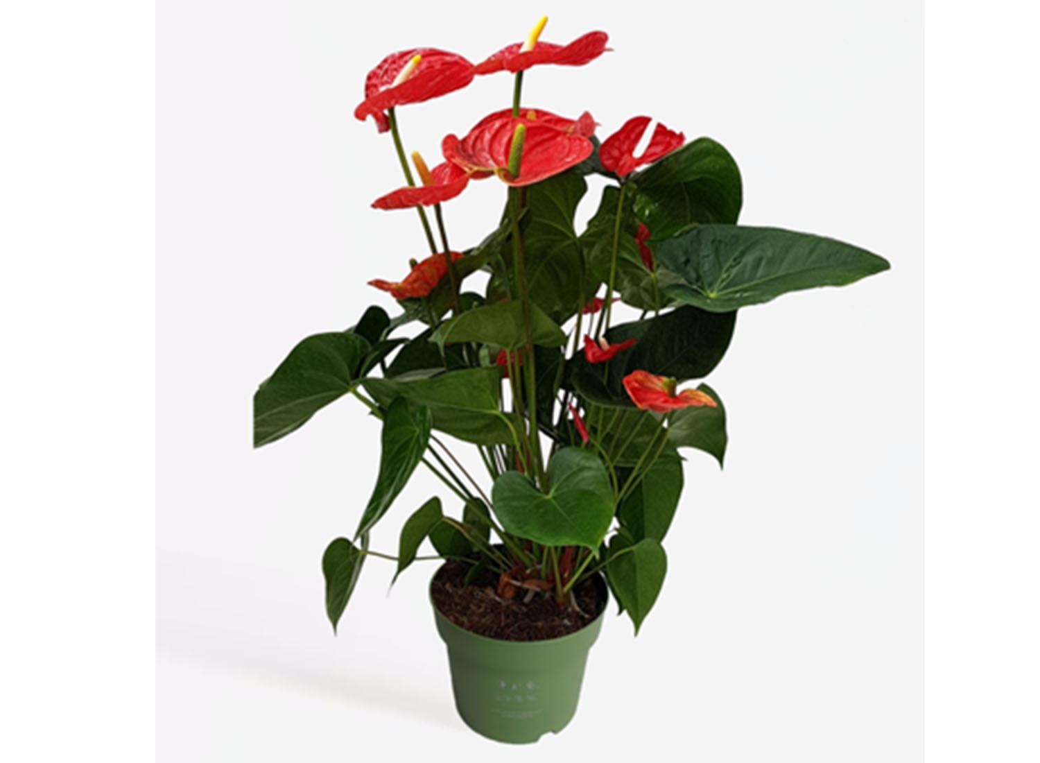 Flamingoplant - Anthurium 'Madural Red' P17