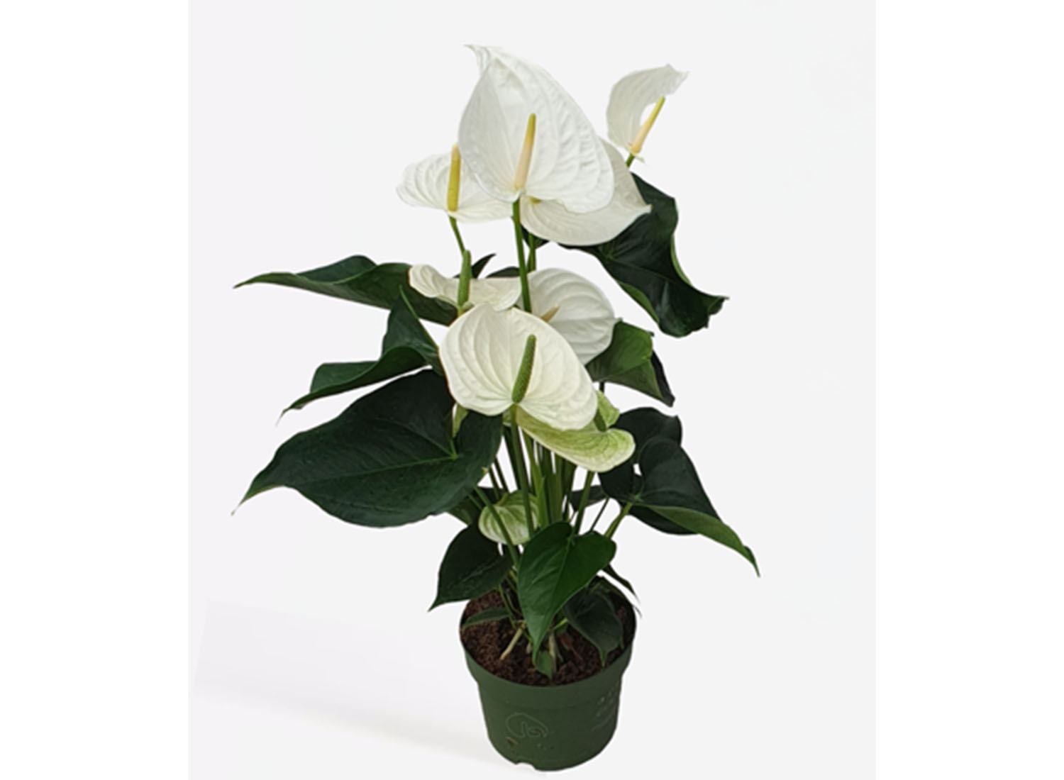 Flamingoplant - Anthurium 'Alaska White' P17
