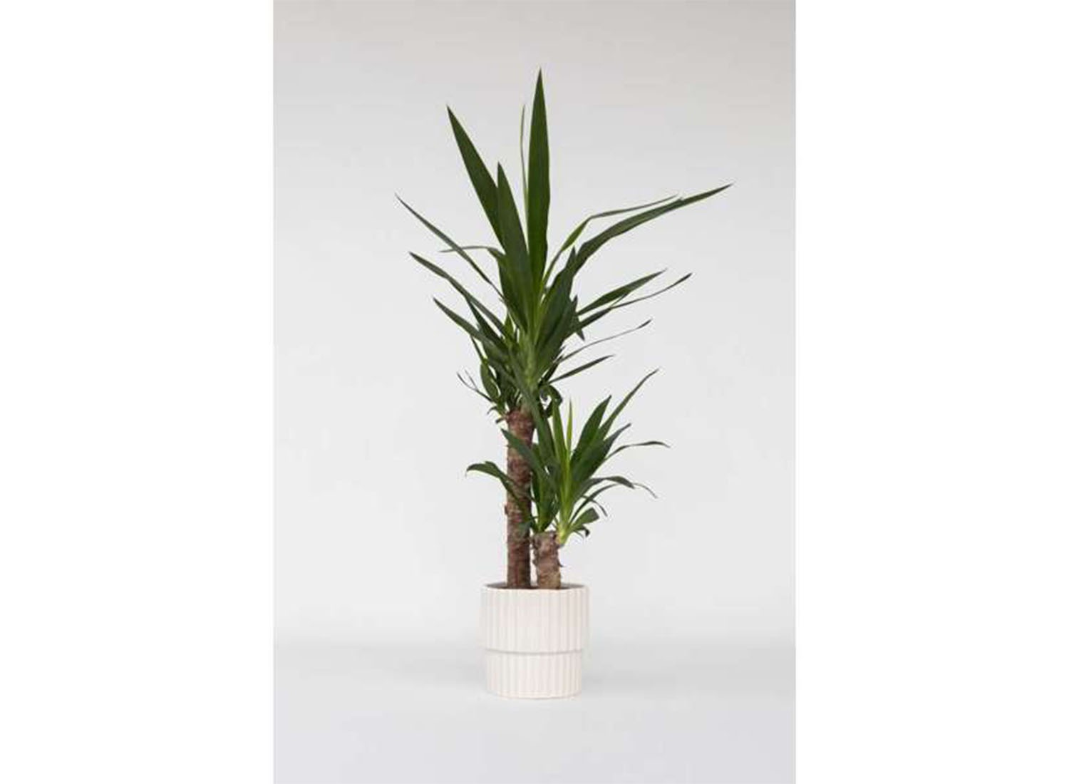 Yucca Olifantspoot afbeelding