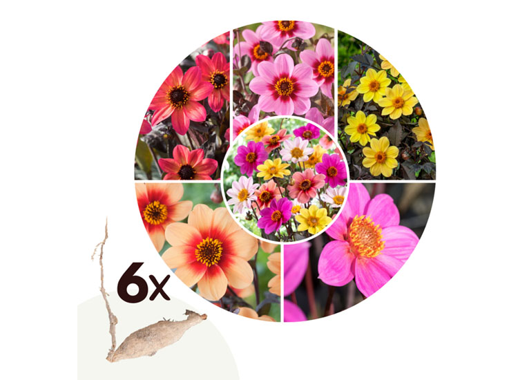 Dahlia Happy Single Mix - Set van 6 knollen - Nederland