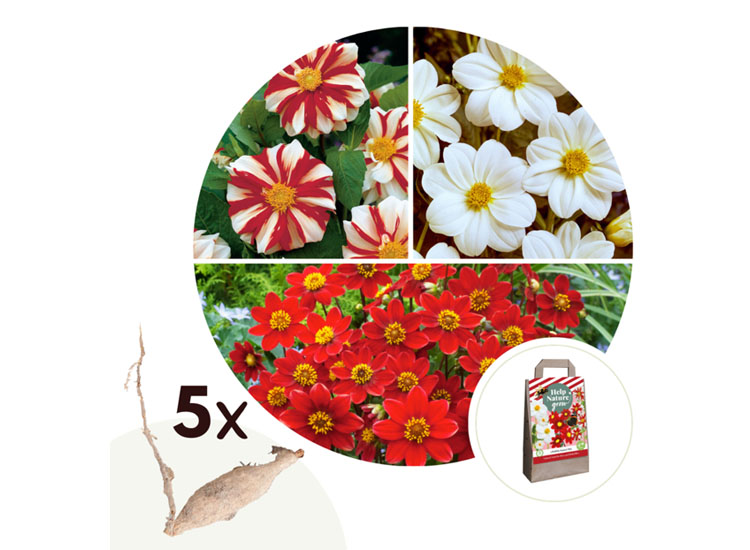 Dahlia Sunset - Mix van 5 knollen - Nederland