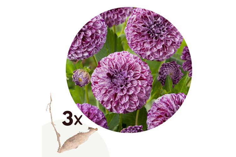 Dahlia Marble Ball - Set van 3 knollen - Nederland