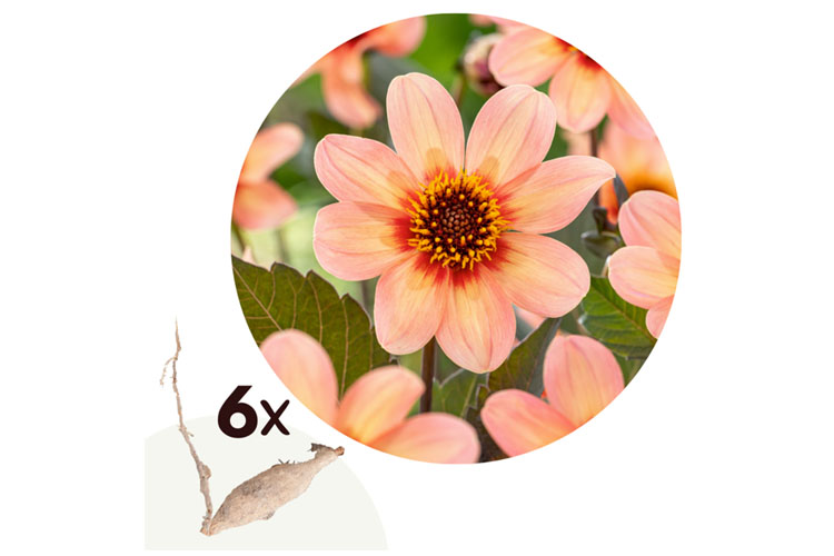 Dahlia Happy Single First Love - Set van 6 knollen - Nederland