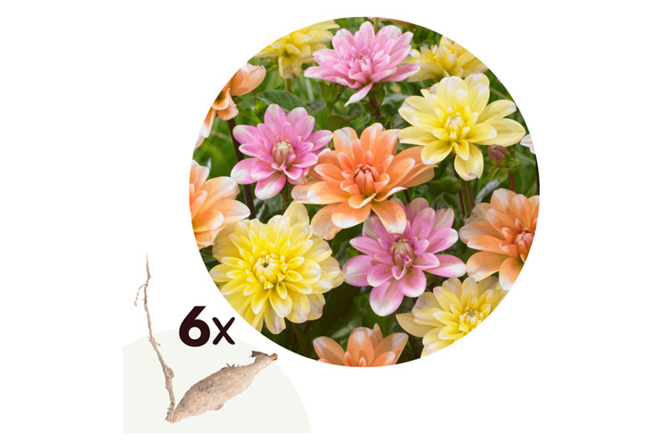Dahlia Waterlily - Mix van 6 knollen - Nederland