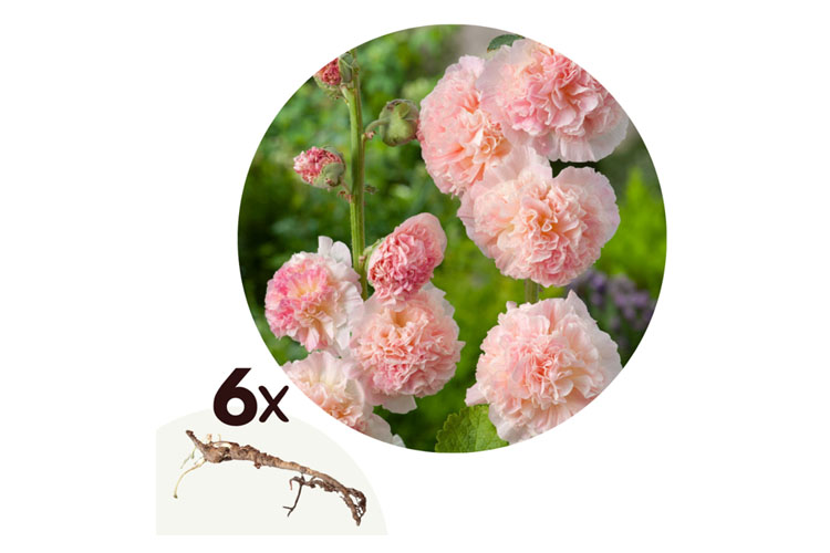 Alcea Rosea Peaches 'n Dreams - Set van 6 Knollen - Nederland