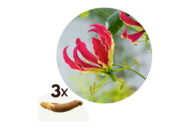 Gloriosa Rothschildiana knollen - set van 3