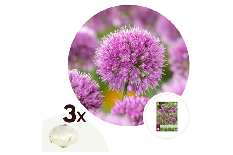 Allium Millenium bloembollen set van 3 bollen