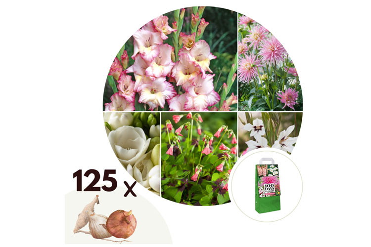 Zomer bloembollen Roze - mix van 125 bollen