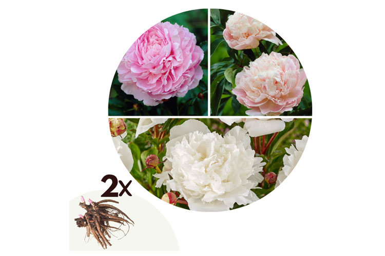 Paeonia Pioen Roze/Wit - mix van 2