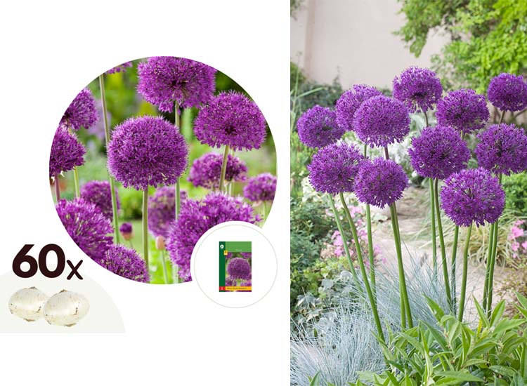 Alliumbollen 'Purple Sensation' - set van 60 bollen
