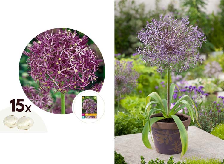 Allium 'Christophii' - set van 15 bollen