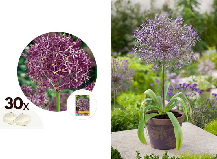 Allium 'Christophii' - set van 30 bollen