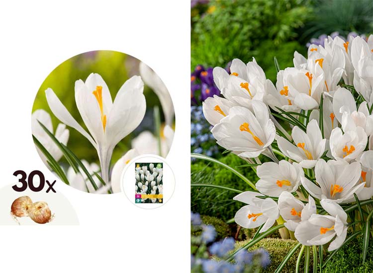 Crocus 'White' - Mix van 30 bollen