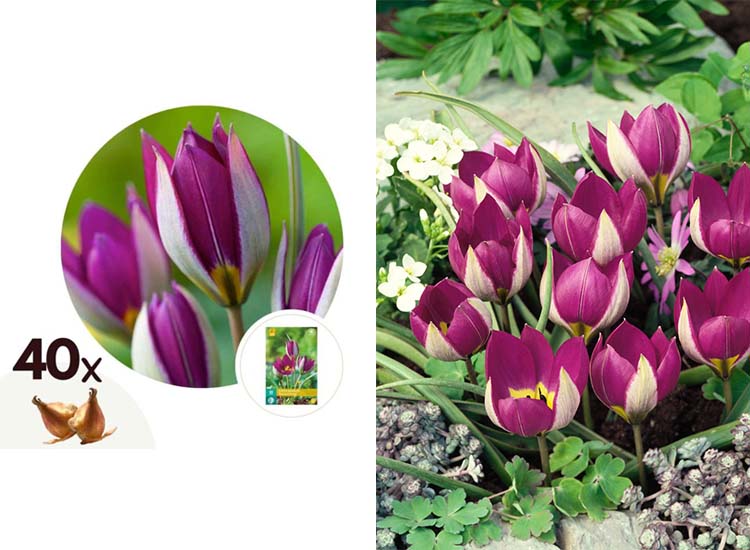 Tulpenbollen 'Pulchella Persian Pearl' - set van 40 bollen