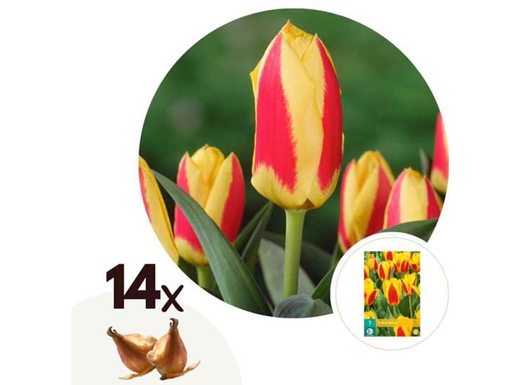 Tulpenbollen 'Stresa' - set van 14 bollen
