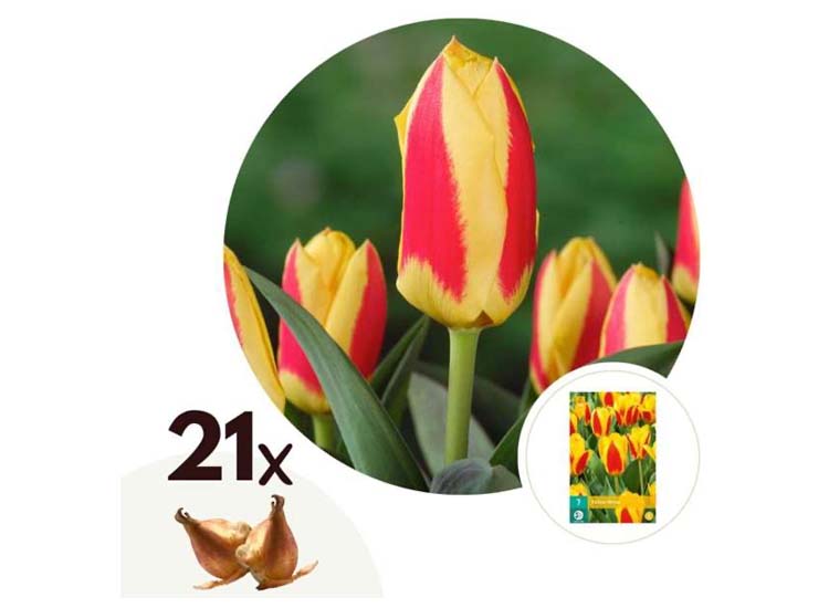 Tulpenbollen 'Stresa' - set van 21 bollen