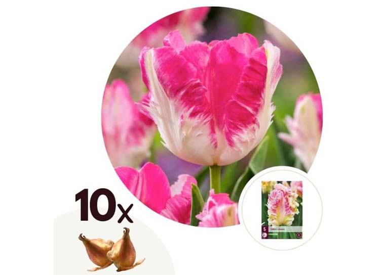 Tulpenbollen 'Cabanna' - set van 10 bollen