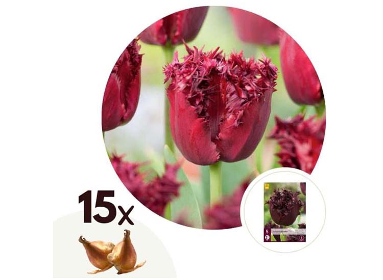 Tulpenbollen 'Labrador' - set van 15 bollen