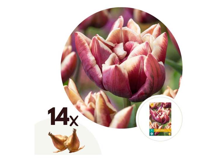 Tulpenbollen 'Wyndham' - set van 14 bollen