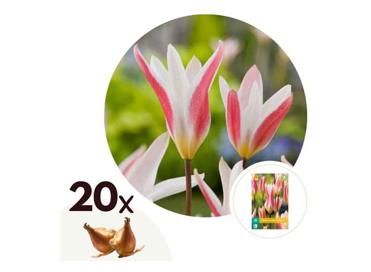 Tulpenbollen 'Clusiana' - set van 20 bollen