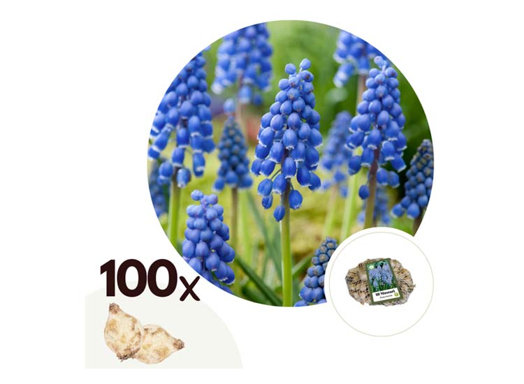 Muscari Armeniacum 'Blauwe druifjes' - set van 100 bollen