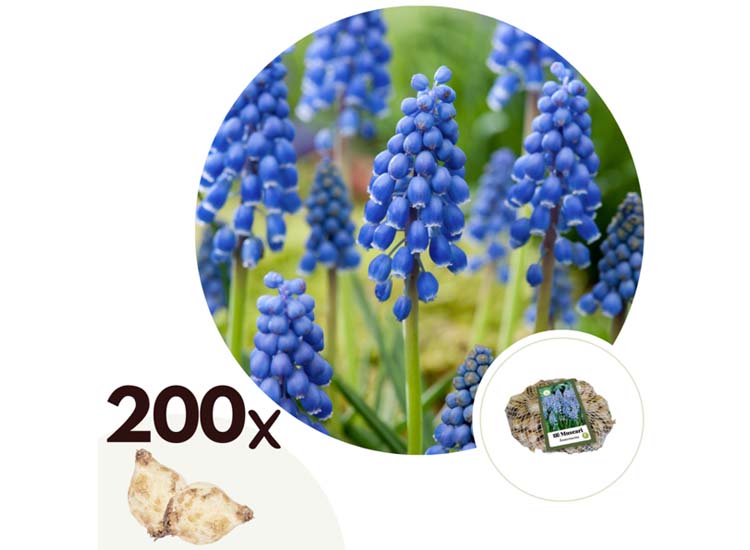 Muscari Armeniacum 'Blauwe druifjes' - set van 200 bollen