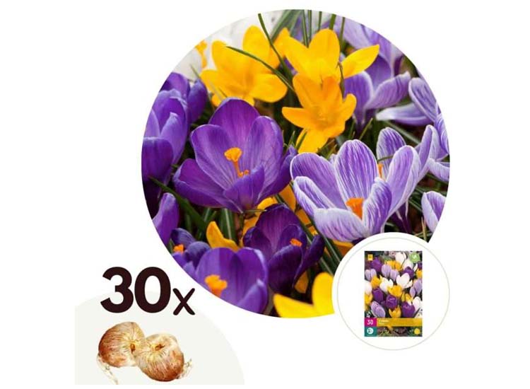 Tulpenbollen 'Crocus Large' - Flowering Mix - Set van 30 bollen