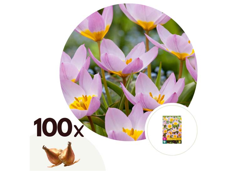 Tulpenbollen bakeri 'Lilac Wonder' - set van 100 bollen
