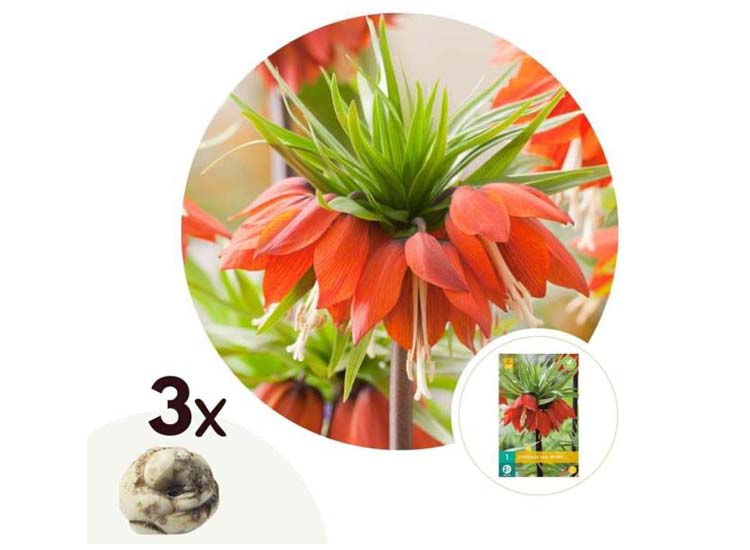 Tulpenbollen 'Fritillaria Rubra' - set van 3 bollen