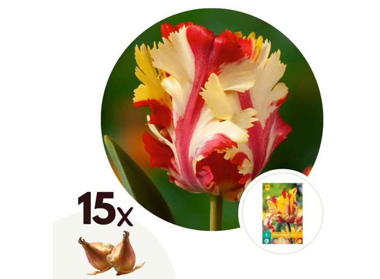 Tulpenbollen 'Flaming Parrot' - set van 15 bollen
