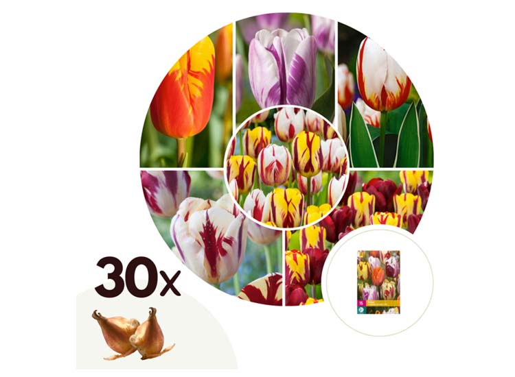 Tulpenbollen 'Flaming Beauty' - Mix - set van 30 bollen