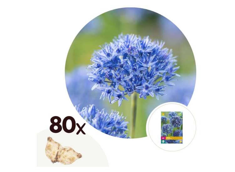 Allium bloembollen 'Caeruleum' - set van 80 bollen