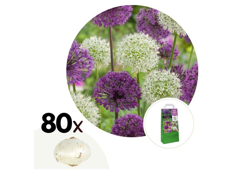 Allium 'sieruien' bloembollen - mix van 80 bollen